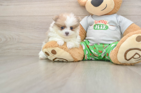 Pomeranian Pup Being Cute