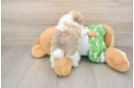 Pomeranian Puppy for Adoption