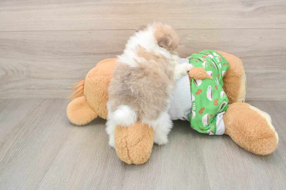Pomeranian Puppy for Adoption