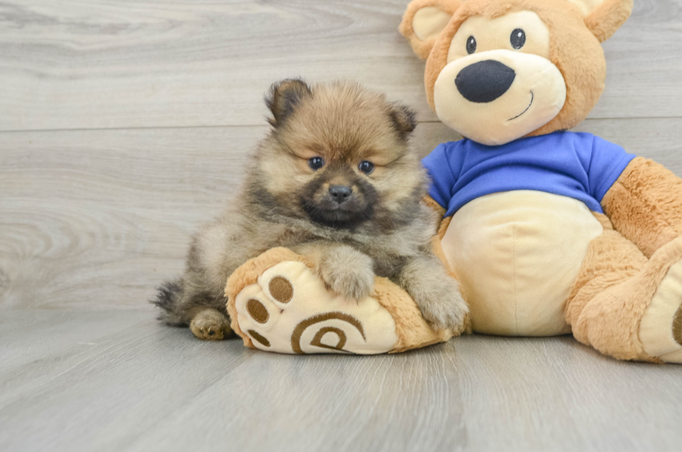 5 week old Pomeranian Puppy For Sale - Pilesgrove Pups