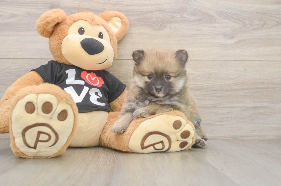 5 week old Pomeranian Puppy For Sale - Pilesgrove Pups