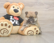 8 week old Pomeranian Puppy For Sale - Pilesgrove Pups 8 week old Pomeranian Puppy For Sale - Pilesgrove Pups