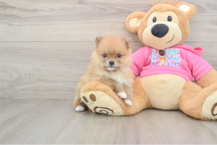 Pomeranian Puppy for Adoption