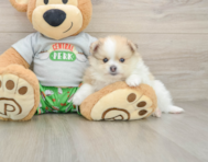 7 week old Pomeranian Puppy For Sale - Pilesgrove Pups