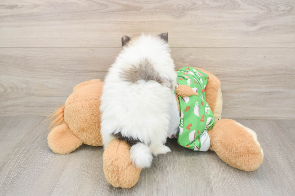 Pomeranian Puppy for Adoption