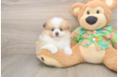 Akc Registered Pomeranian Purebred Pup