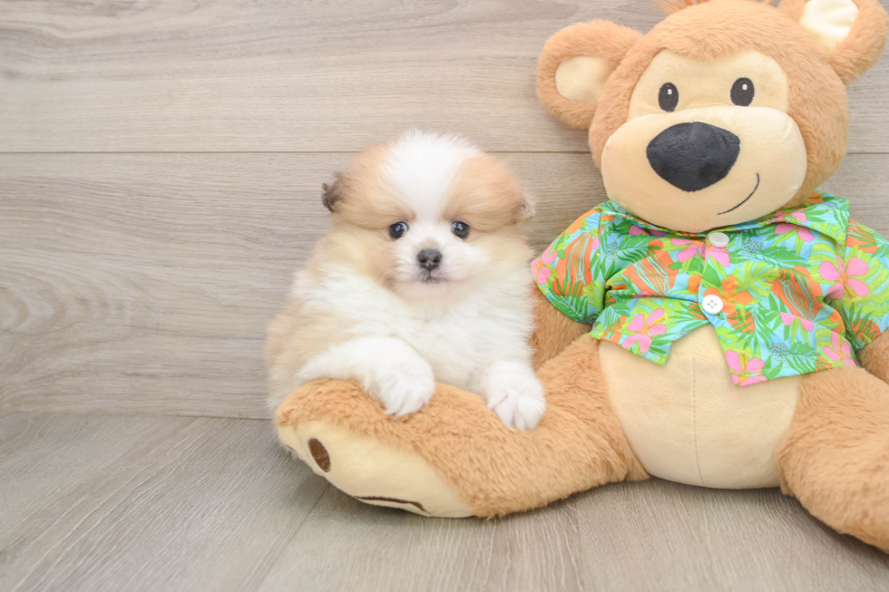 Akc Registered Pomeranian Purebred Pup