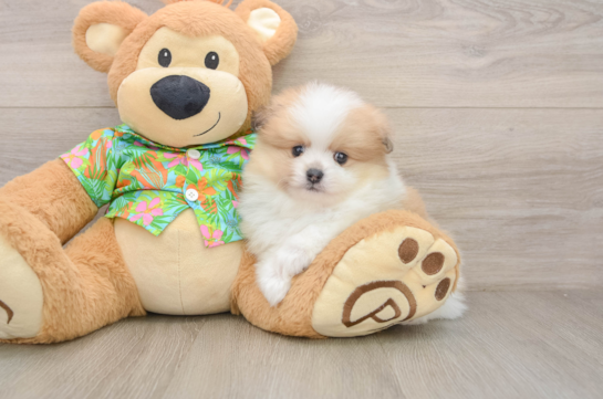 Pomeranian Pup Being Cute