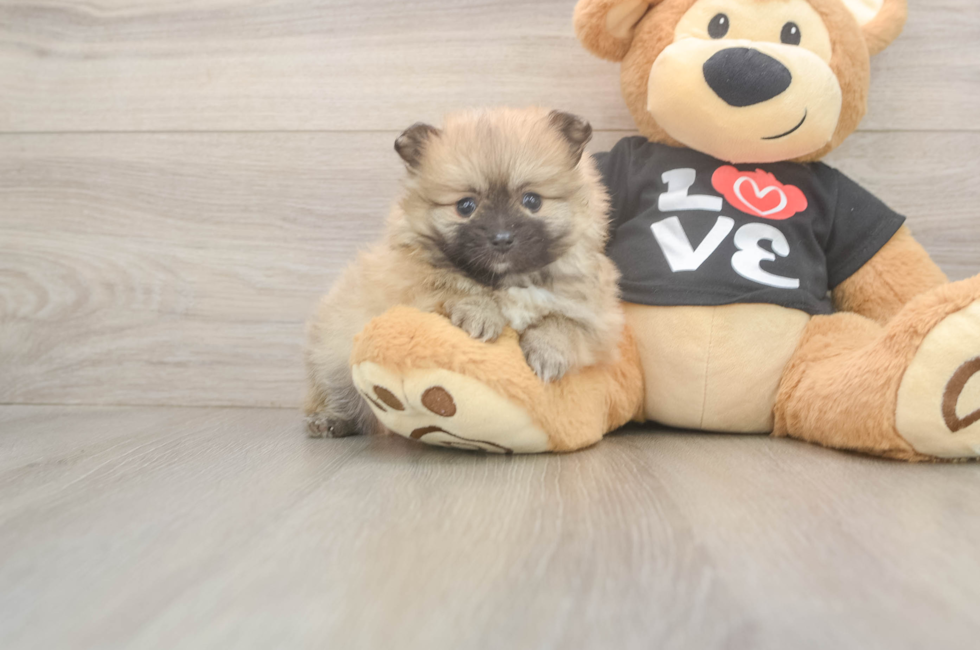 5 week old Pomeranian Puppy For Sale - Pilesgrove Pups