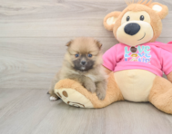7 week old Pomeranian Puppy For Sale - Pilesgrove Pups