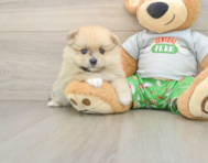 7 week old Pomeranian Puppy For Sale - Pilesgrove Pups