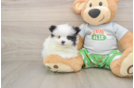 Akc Registered Pomeranian Baby