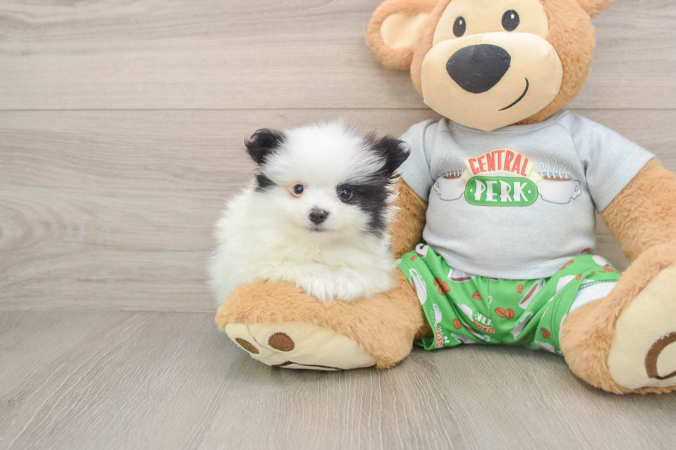 Akc Registered Pomeranian Baby