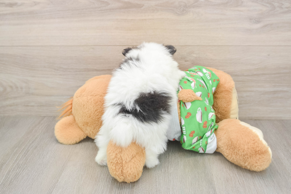 Pomeranian Pup Being Cute