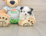 7 week old Pomeranian Puppy For Sale - Pilesgrove Pups