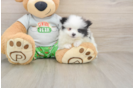 Little Pomeranian Purebred Pup