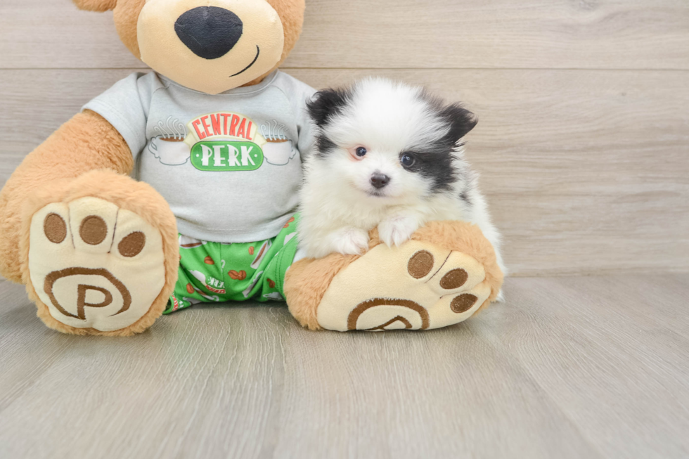 Little Pomeranian Purebred Pup