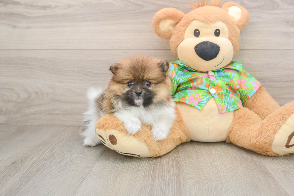 Pomeranian Puppy for Adoption