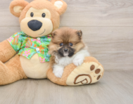 8 week old Pomeranian Puppy For Sale - Pilesgrove Pups