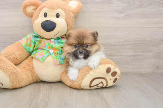 Best Pomeranian Baby