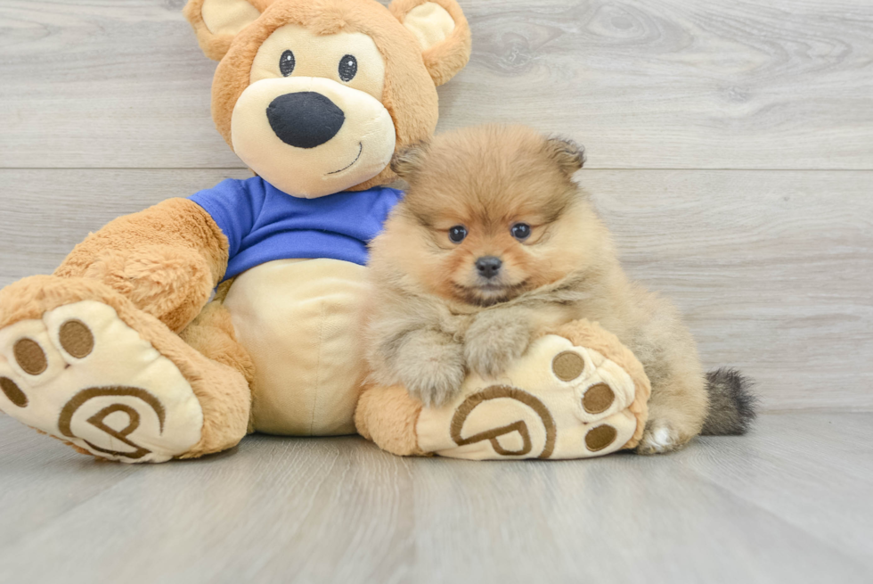 Pomeranian Puppy for Adoption