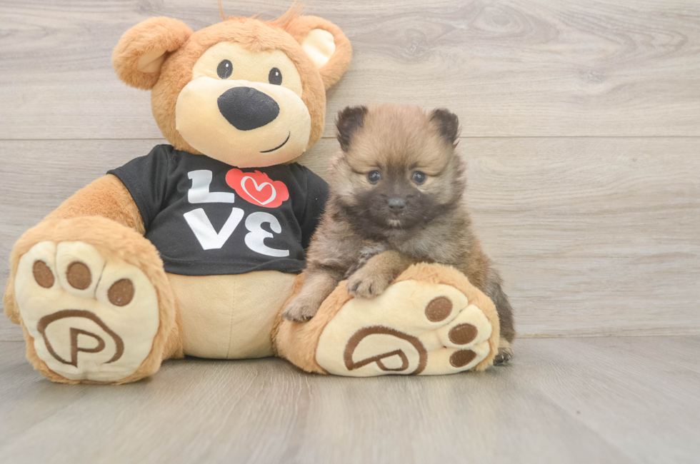 5 week old Pomeranian Puppy For Sale - Pilesgrove Pups