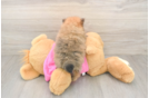 Playful Pomeranian Purebred Pup