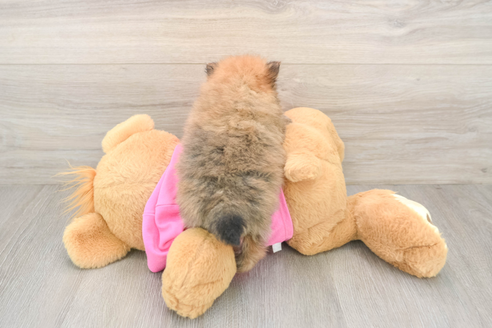 Playful Pomeranian Purebred Pup