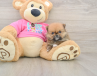 7 week old Pomeranian Puppy For Sale - Pilesgrove Pups