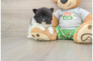 Best Pomeranian Baby
