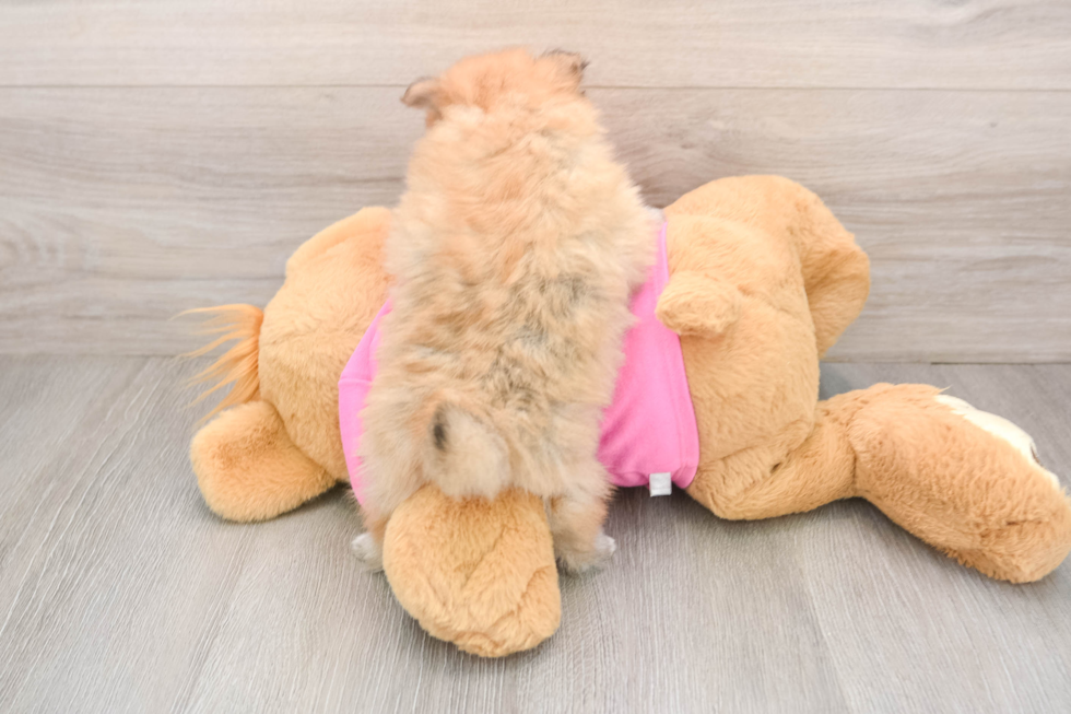 Adorable Pom Dog Purebred Puppy