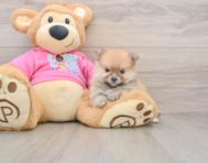 8 week old Pomeranian Puppy For Sale - Pilesgrove Pups