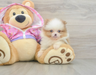 9 week old Pomeranian Puppy For Sale - Pilesgrove Pups