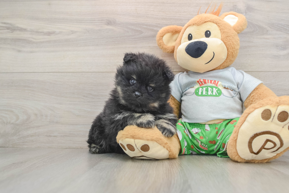 Pomeranian Puppy for Adoption