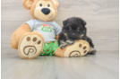 Best Pomeranian Baby