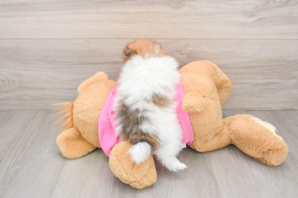 Pomeranian Pup Being Cute