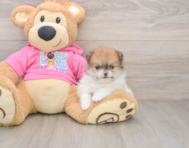 7 week old Pomeranian Puppy For Sale - Pilesgrove Pups