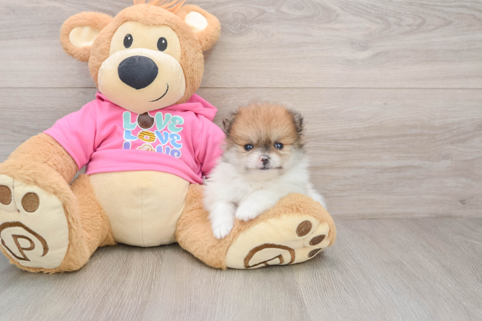 Adorable Deutscher Spitz Purebred Puppy