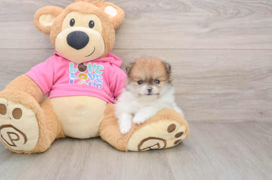 Adorable Deutscher Spitz Purebred Puppy