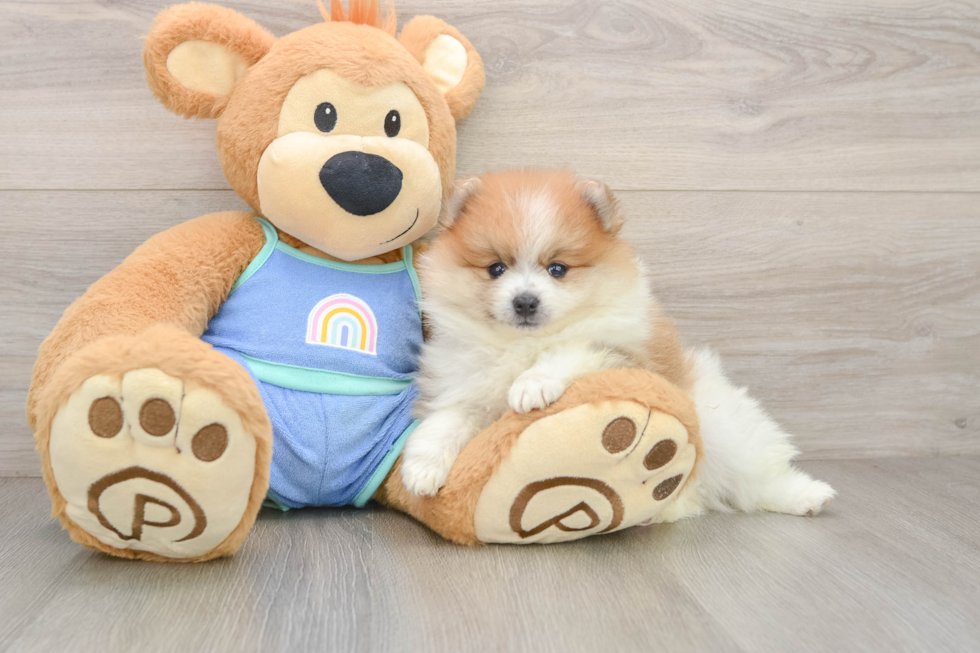 Little Pomeranian Baby