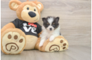 Playful Pomeranian Baby
