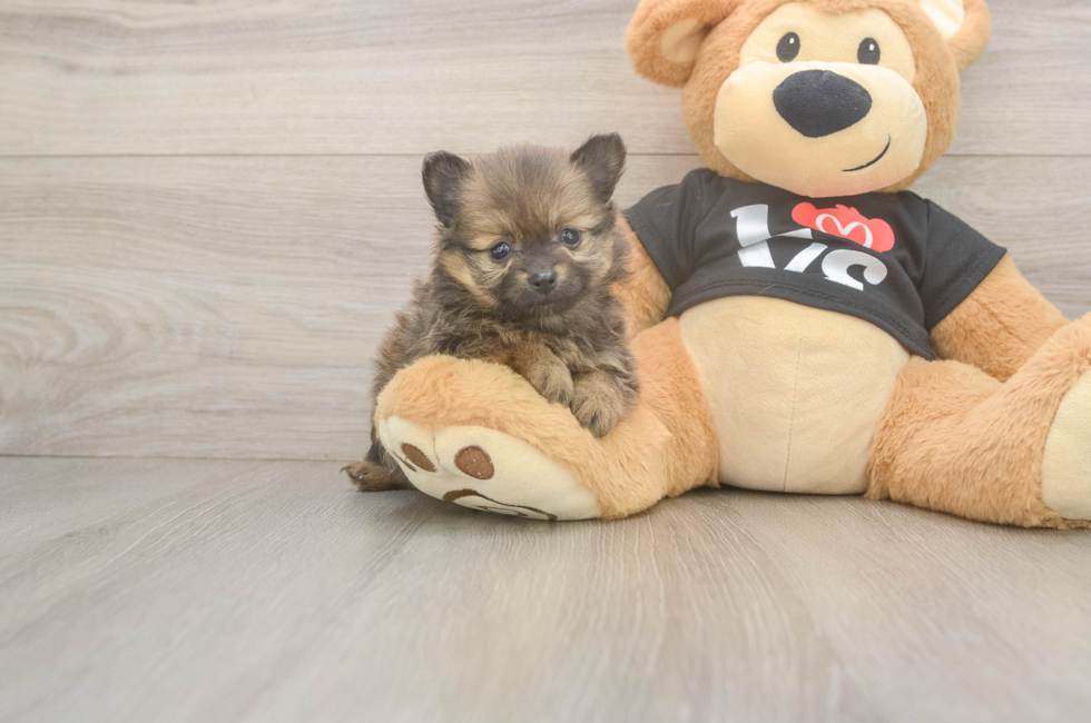 7 week old Pomeranian Puppy For Sale - Pilesgrove Pups