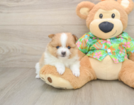 7 week old Pomeranian Puppy For Sale - Pilesgrove Pups