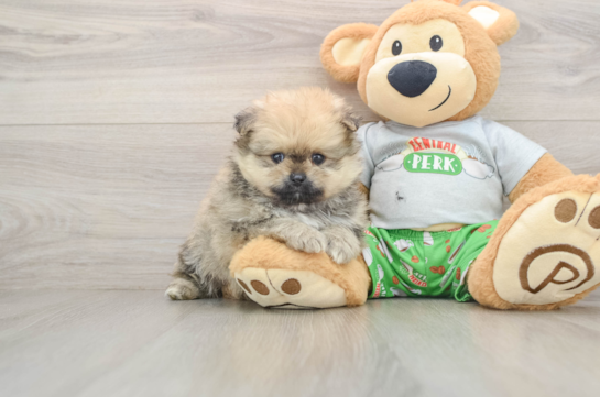 Pomeranian Pup Being Cute