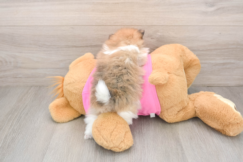 Adorable Deutscher Spitz Purebred Puppy