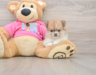 8 week old Pomeranian Puppy For Sale - Pilesgrove Pups