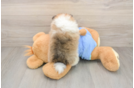 Pomeranian Puppy for Adoption