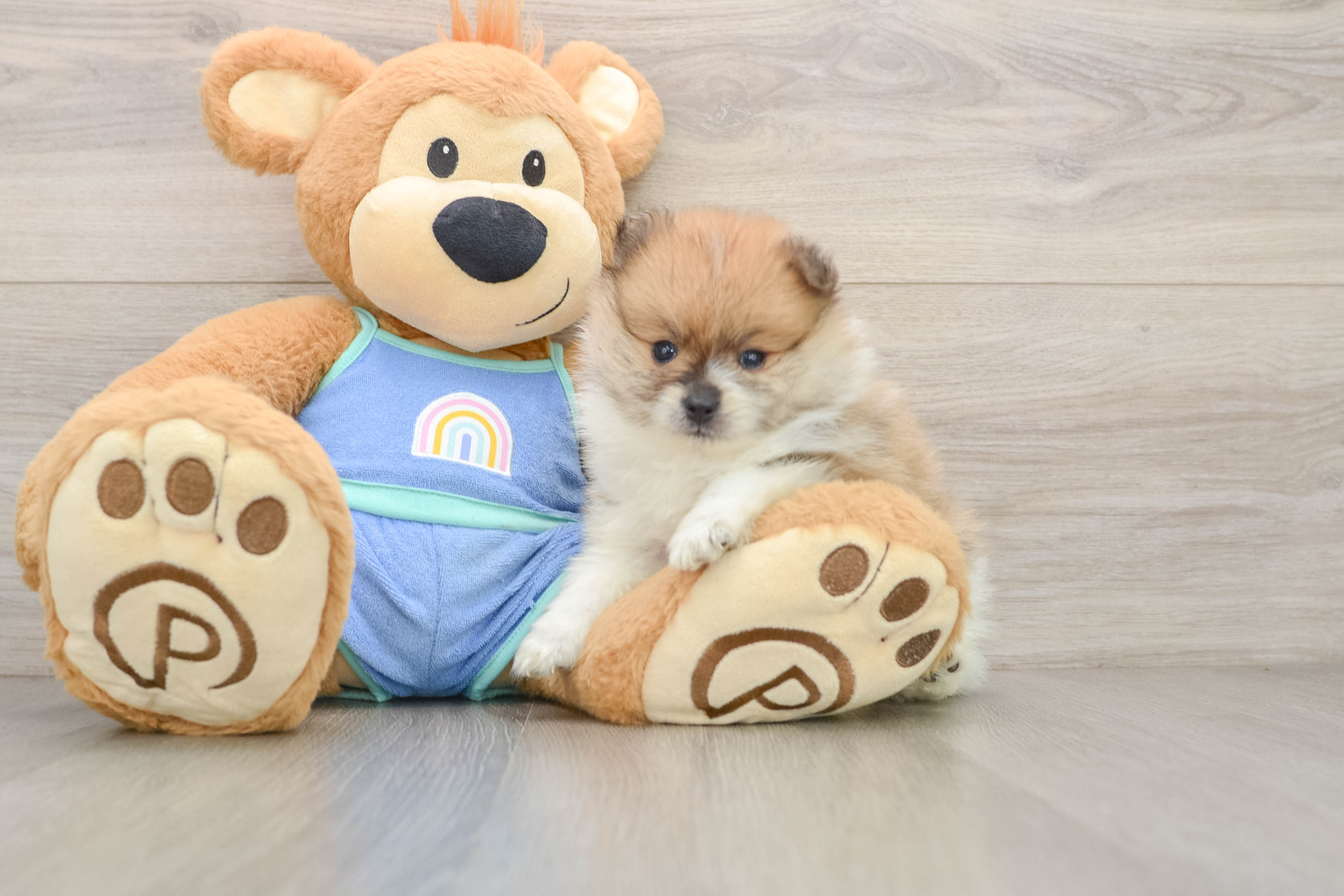 Pomeranian Pup Being Cute
