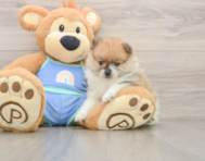 8 week old Pomeranian Puppy For Sale - Pilesgrove Pups