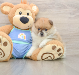 8 week old Pomeranian Puppy For Sale - Pilesgrove Pups
